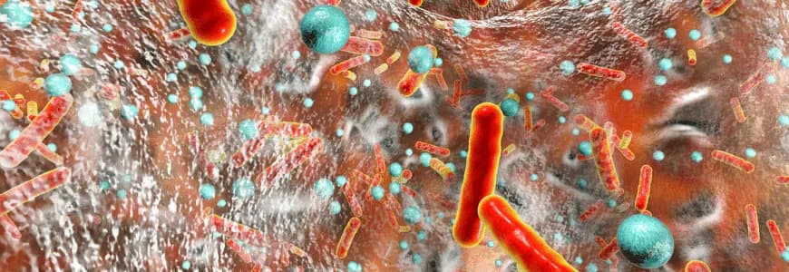 Simulação de biofilme