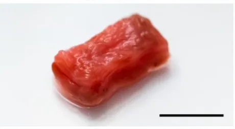 produto da construção de tecido muscular bovino (carne) cultivado em 3D